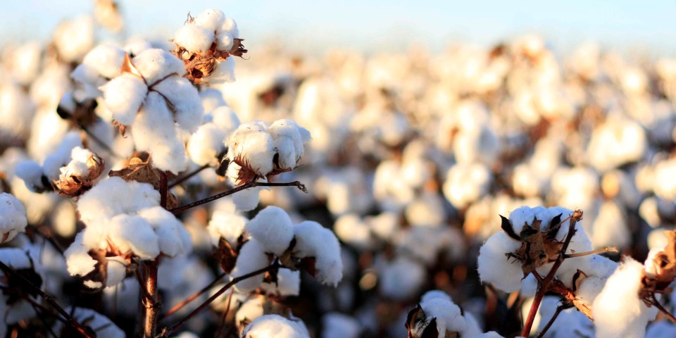 Organic cotton elite living africa